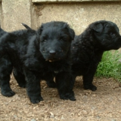 Photo de Bouvier des flandres