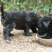 Photo de Bouvier des flandres