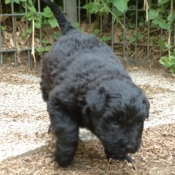 Photo de Bouvier des flandres