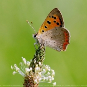 Photo de Papillon