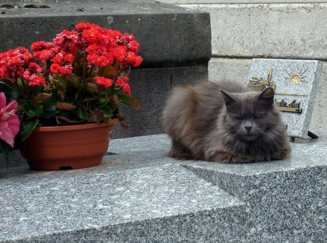 Photo de Chat domestique