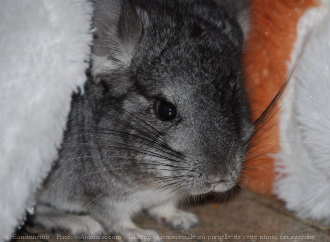 Photo de Chinchilla