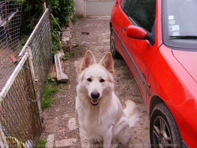 Photo de Berger blanc suisse