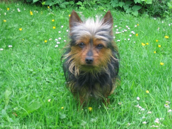 Photo de Yorkshire terrier