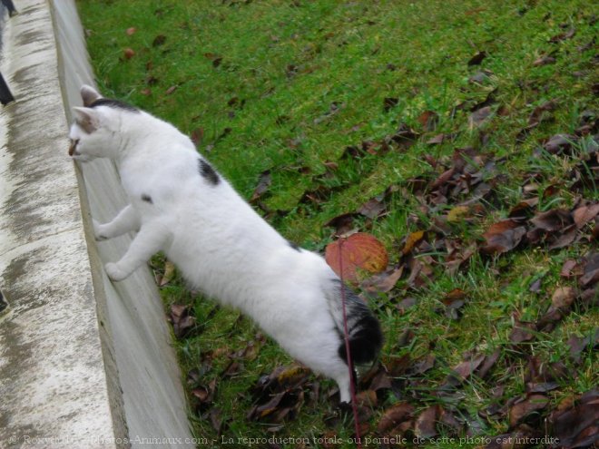 Photo de Chat domestique