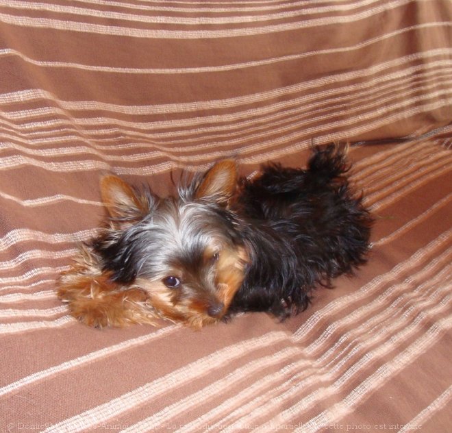 Photo de Yorkshire terrier