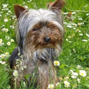 Photo de Yorkshire terrier