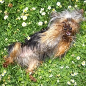 Photo de Yorkshire terrier