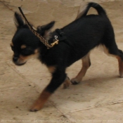 Photo de Chihuahua  poil court