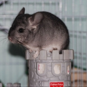 Photo de Chinchilla