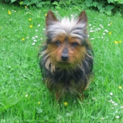 Photo de Yorkshire terrier