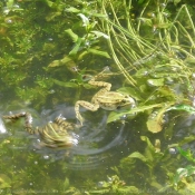 Photo de Grenouille