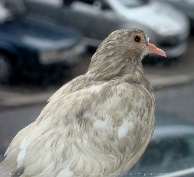 Photo de Pigeon