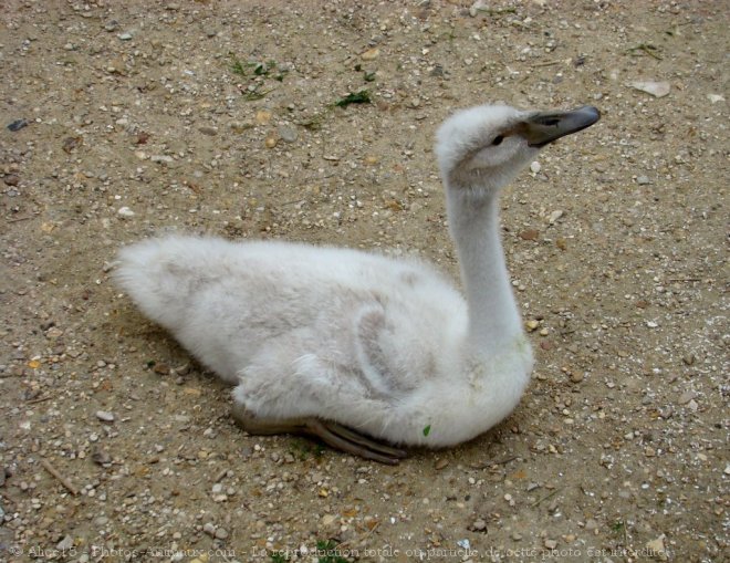 Photo de Cygne