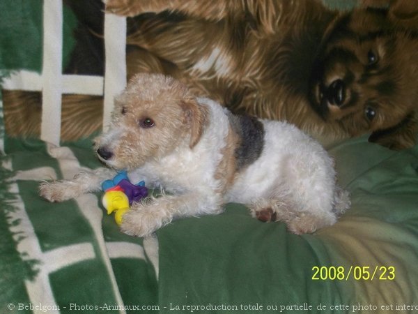 Photo de Fox terrier  poil dur