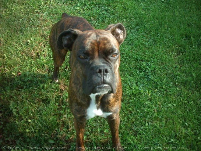 Photo de Boxer