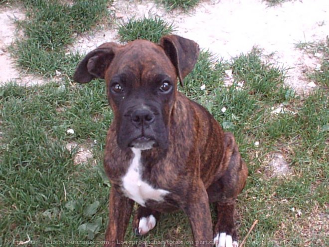 Photo de Boxer