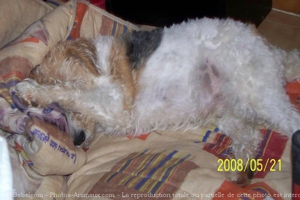 Photo de Fox terrier  poil dur