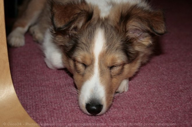 Photo de Chien de berger des shetland