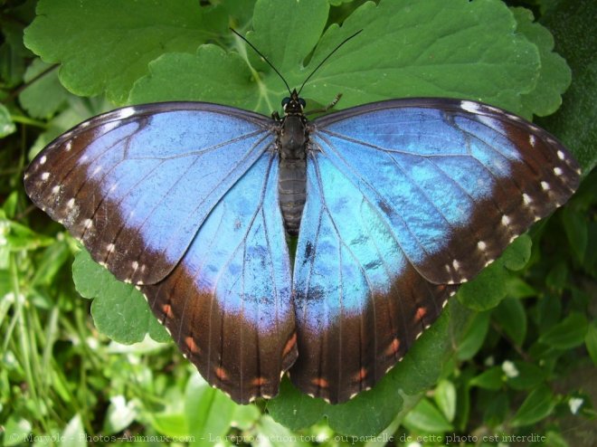 Photo de Papillon - morpho bleu