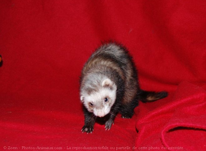 Photo de Furet