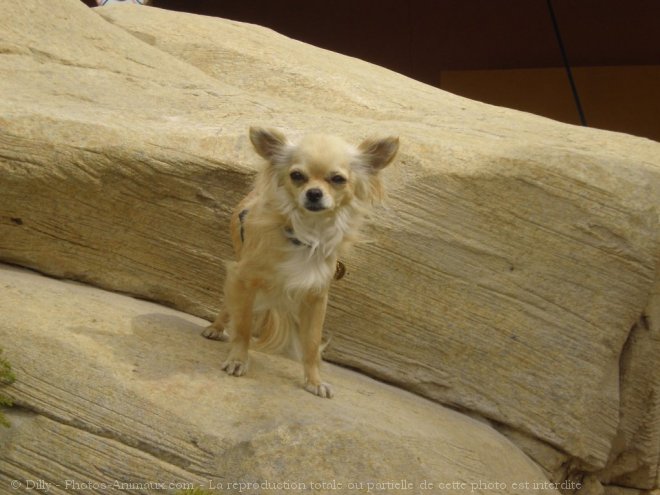 Photo de Chihuahua  poil long