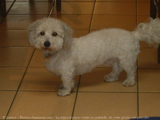 Photo de Coton de tulear