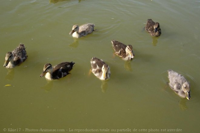 Photo de Canard