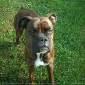 Photo de Boxer