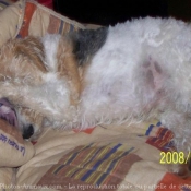 Photo de Fox terrier  poil dur