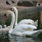 Photo de Cygne