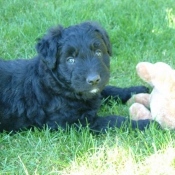 Photo de Bouvier des flandres