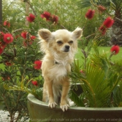 Photo de Chihuahua  poil long