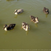 Photo de Canard