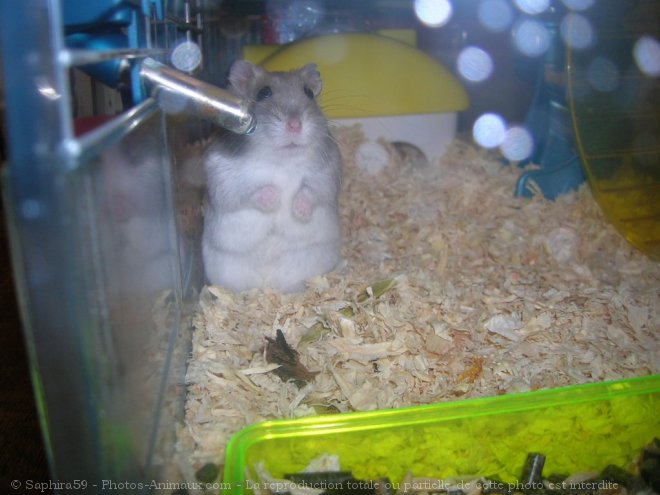 Photo de Hamster