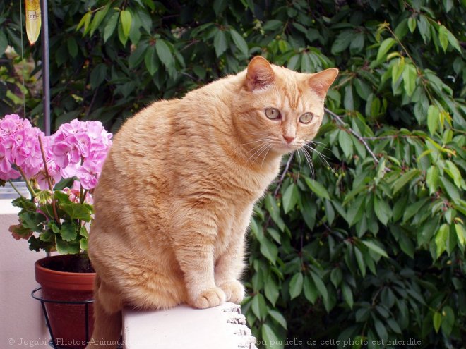 Photo de Chat domestique