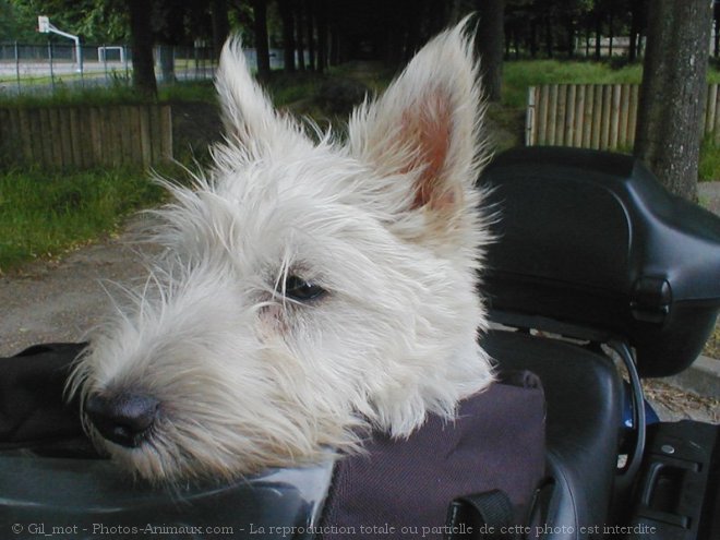 Photo de Scottish terrier