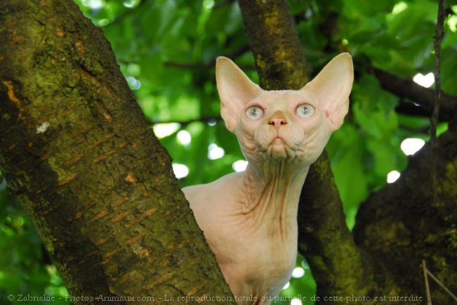 Photo de Sphynx