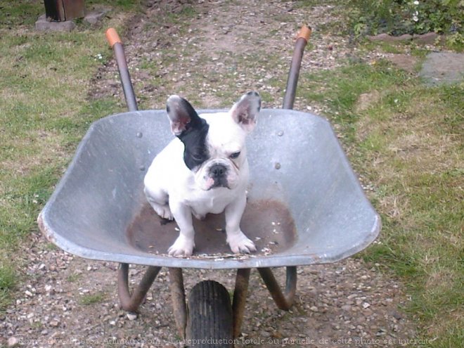 Photo de Bouledogue franais