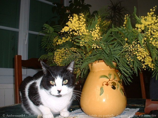 Photo de Chat domestique