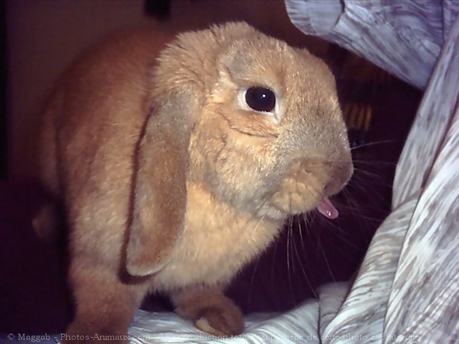 Photo de Lapin