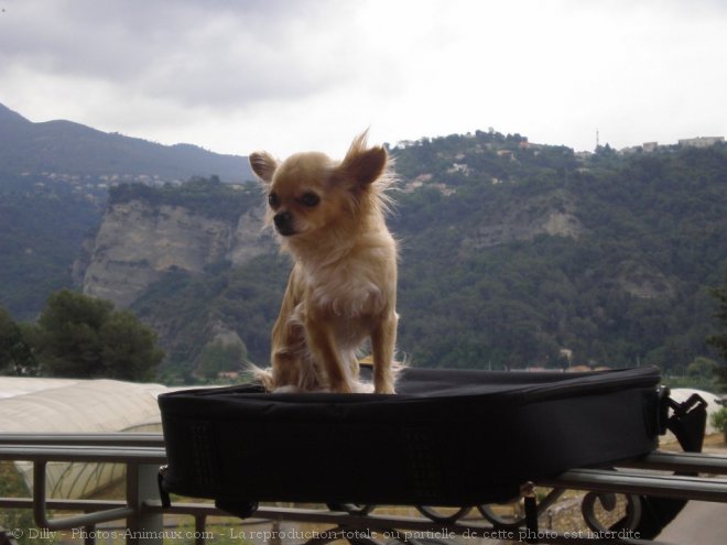 Photo de Chihuahua  poil long