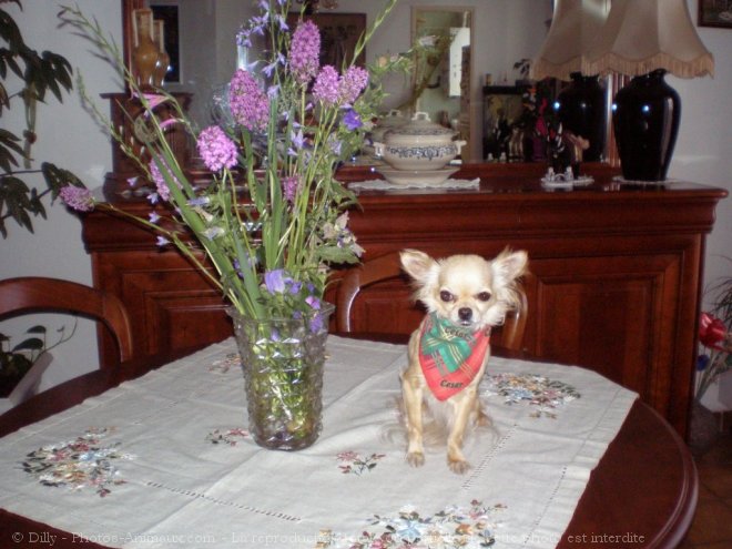 Photo de Chihuahua  poil long