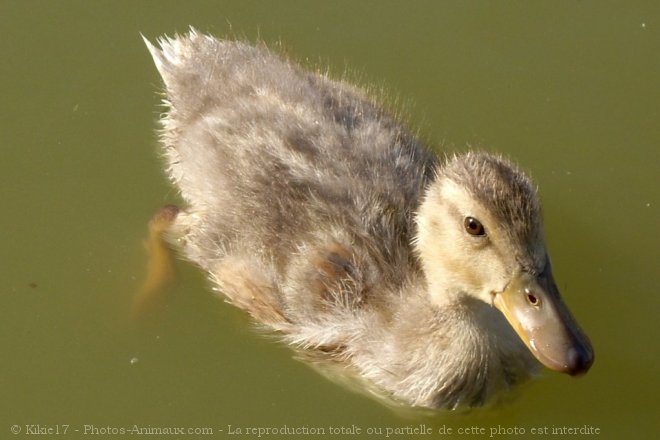 Photo de Canard