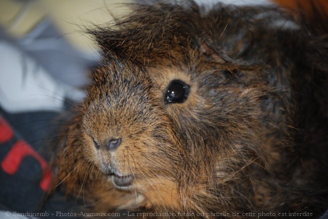 Photo de Cochon d'inde - pruvien