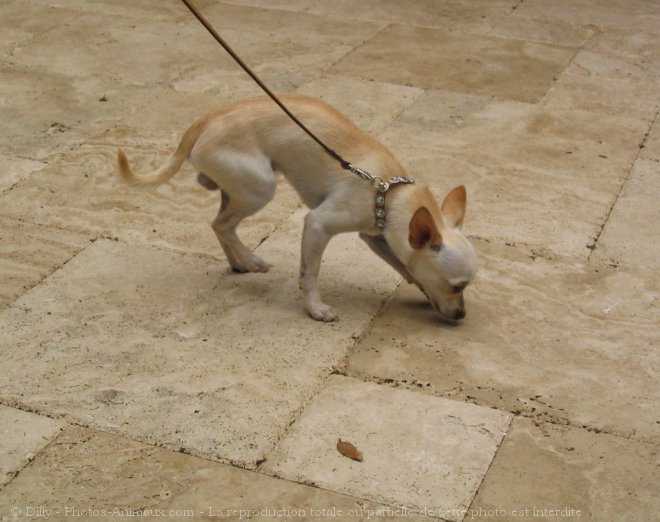 Photo de Chihuahua  poil court