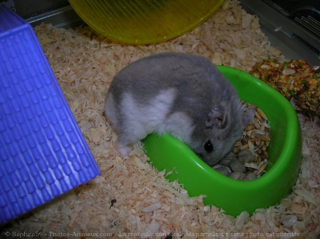 Photo de Hamster