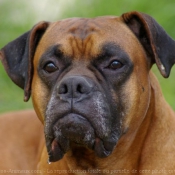 Photo de Boxer