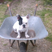 Photo de Bouledogue franais