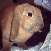 Photo de Lapin